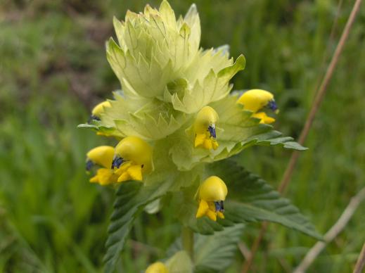Rhinanthus alectorolophus (Scop.) Pollich